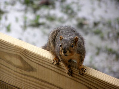 One of several pictures of what my dad called a fox squirrel taken at my Uncle's house while we were on vacation.