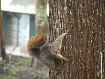 One of several pictures of what my dad called a fox squirrel that I took at my Uncle's house while on vacation.