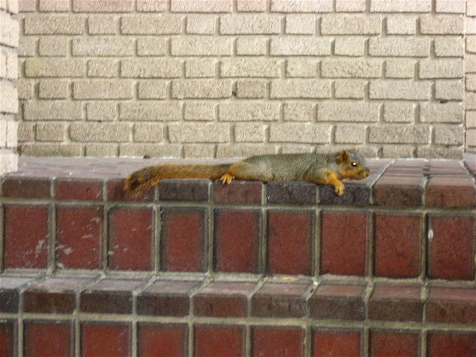 A squirrel on the rear porch of the Wheeler-Stokely Mansion, located at 3200 Cold Spring Road in Indianapolis, Indiana, United States.  Built in 1912, it is listed on the National Register of Historic