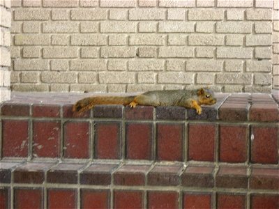 A squirrel on the rear porch of the Wheeler-Stokely Mansion, located at 3200 Cold Spring Road in Indianapolis, Indiana, United States.  Built in 1912, it is listed on the National Register of Historic