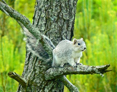 endangered Photo: Larry Meade, Creative Commons Chincoteague National Wildlife Refuge, VA This endangered squirrel also occurs at MD's Blackwater and Eastern Neck National Wildlife Refuge photo