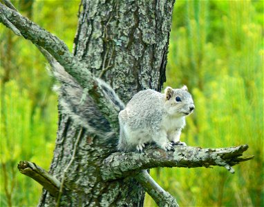 endangered
Photo: Larry Meade, Creative Commons
Chincoteague National Wildlife Refuge, VA

This endangered squirrel also occurs at MD's Blackwater and Eastern Neck National Wildlife Refuge
