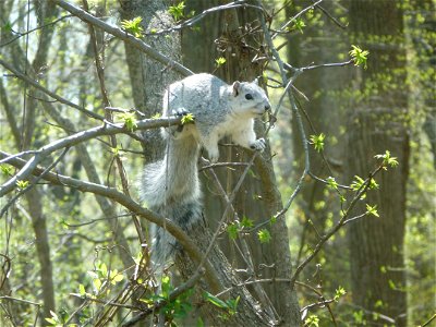 Habitat loss and probably over-hunting at the turn of the century contributed to the marked decline of this fox squirrel subspecies, which was listed as endangered in 1967. Credit: Guy Willey photo