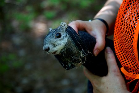 A Delmarva Peninsula fox squirrel in a fabric cone that is used to handle the captured animals during a fox squirrel population survey. Credit: USFWS/Ryan Hagerty photo