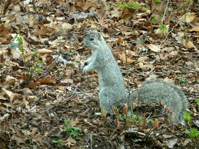 Less agile than the common gray squirrel, the Delmarva fox squirrel often ambles along the forest floor rather than leaping from branch to branch. The animal usually avoids confrontations by running photo