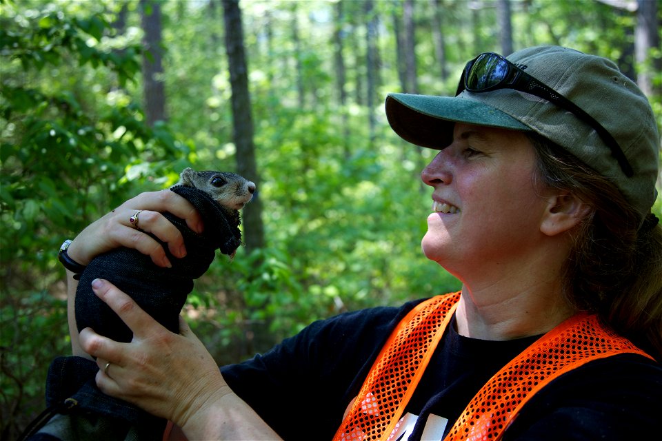 Dr. Carol Bocetti of the California University of Pennsylvania holds a Delmarva Peninsula fox squirrel. The squirrel is in a fabric cone that is used to handle the captured animals during a fox squirr