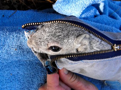 A Delmarva peninsula fox squirrel in a fabric cone that is used to handle the captured animals during a fox squirrel population survey in November, 2010. The Delmarva peninsula fox squirrel is an enda photo