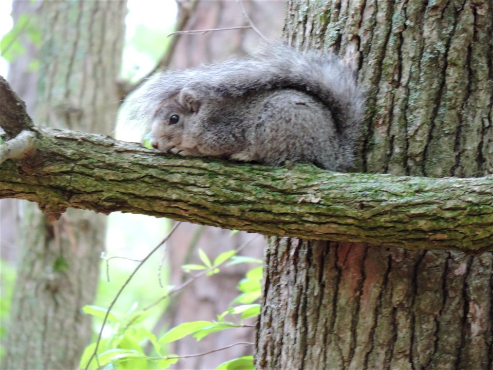 Delmarva Fox Squirrel at Blackwater National Wildlife Refuge