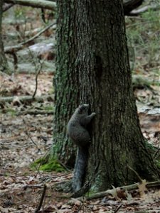 Delmarva Fox Squirrel at Blackwater National Wildlife Refuge photo