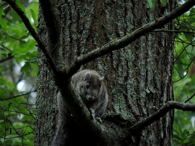 Delmarva Fox Squirrel at Blackwater National Wildlife Refuge photo