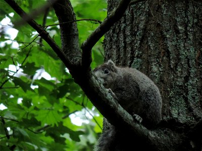 Delmarva Fox Squirrel at Blackwater National Wildlife Refuge photo