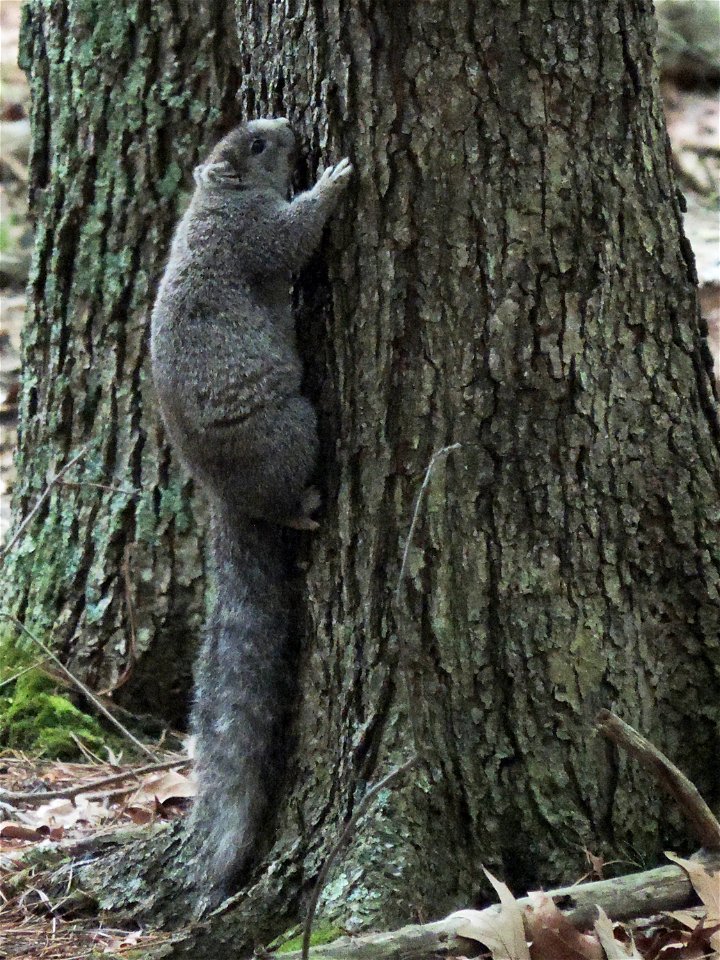 Delmarva Fox Squirrel at Blackwater National Wildlife Refuge