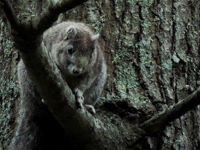 Delmarva Fox Squirrel at Blackwater National Wildlife Refuge