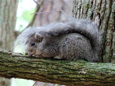 Delmarva Fox Squirrel at Blackwater National Wildlife Refuge photo