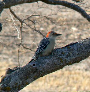 Red bellied woodpecker photo