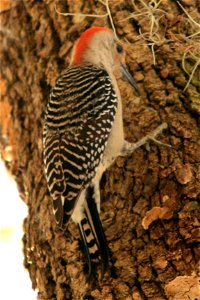 red bellied woodpecker