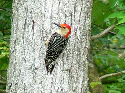 Red-bellied woodpecker at Cape May National Wildlife Refuge. Credit: Laura Perlick / USFWS photo