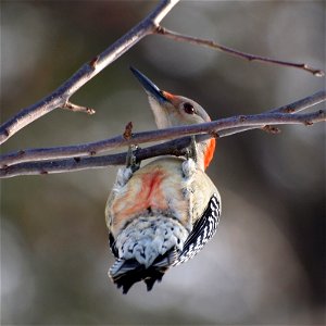 A female Red-bellied Woodpecker (Melanerpes carolinus) hanging upside-down from a tree branch. From this angle it is easy to see why they are called 'red-bellied' woodpeckers.Photo taken with an Olymp photo