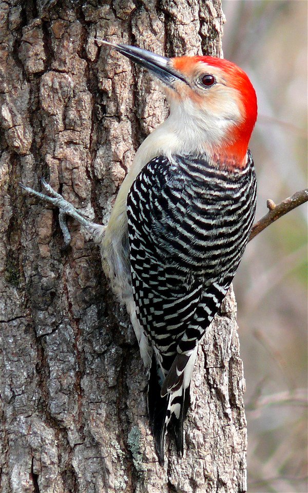 A male Red-bellied Woodpecker (Melanerpes carolinus).Photo taken with a Panasonic Lumix DMC-FZ50 in Johnston County, North Carolina, USA.