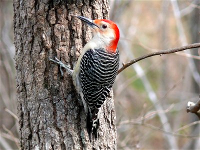 A male Red-bellied Woodpecker (Melanerpes carolinus).Photo taken with a Panasonic Lumix DMC-FZ50 in Johnston County, North Carolina, USA.