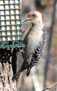 A female Red-bellied Woodpecker (Melanerpes carolinus) enjoying dinner from a block of suet and nuts in a woodpecker feeder.Photo taken with a Panasonic Lumix DMC-FZ50 in Johnston County, North Caroli photo