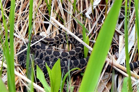 The eastern massasauga, a reclusive rattlesnake, was once considered common throughout its range but its populations have severely declined. The Service is working with the states of Michigan and Illi photo