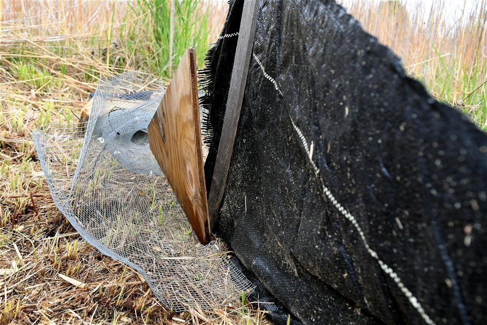 Temporary fences are used to direct eastern massasauga rattlesnakes to traps for research.  The state of Michigan is conducting this federally funded project through the Service's State Wildlife Grant