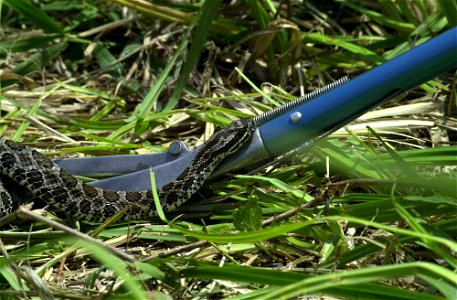 Sistrurus catenatus held with snake tongs.
