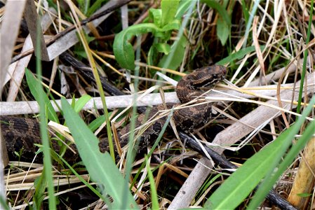 The eastern massasauga rattlesnake has been proposed for listing as a threatened species under the Endangered Species Act. Photo by Abbey Kucera/USFWS photo