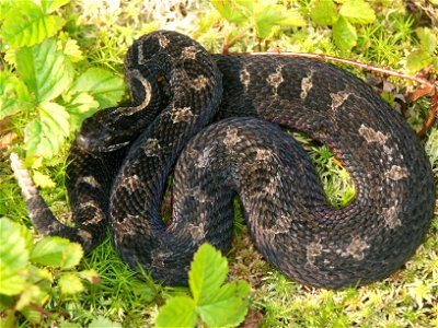 Photo by James Chiucchi/OBCP Eastern Massasauga Rattlesnakes (Sistrurus c. catenatus) exist in a series of isolated populations throughout Ohio. OBCP funding is being used to assess levels of genetic photo