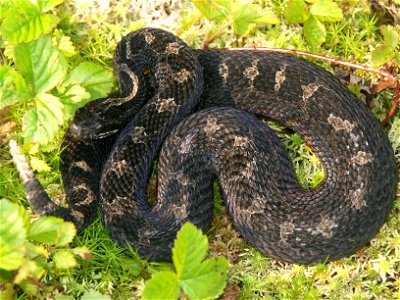 Photo by James Chiucchi/OBCP

Eastern Massasauga Rattlesnakes (Sistrurus c. catenatus) exist in a series of isolated populations throughout Ohio. OBCP funding is being used to assess levels of genetic