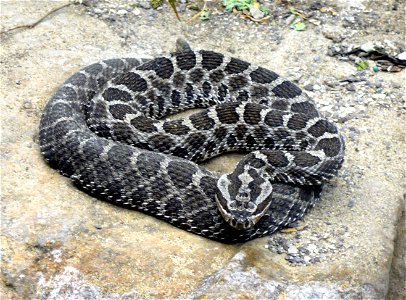 Massasauga rattlesnake (Sistrurus catenatus) photo