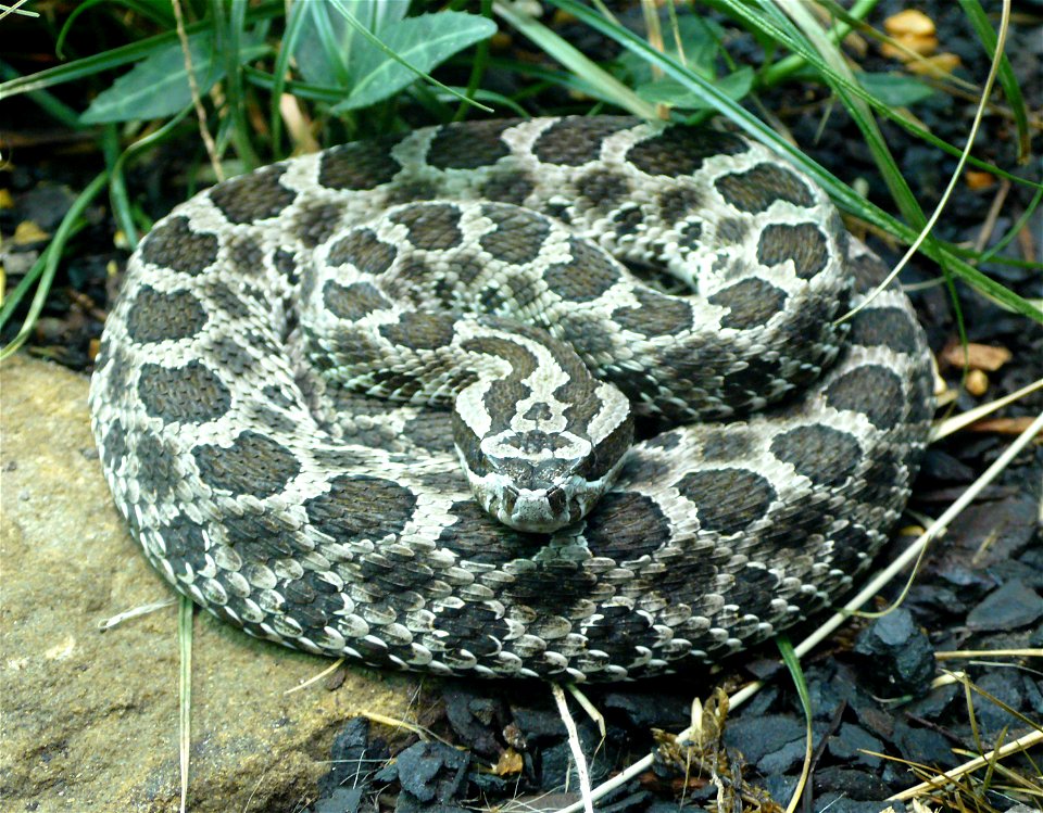 Massasauga rattlesnake (Sistrurus catenatus)