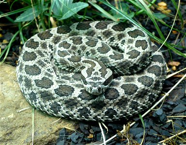 Massasauga rattlesnake (Sistrurus catenatus)