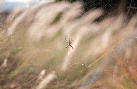 Wild brown nature brown web