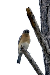 Eastern Bluebird, NPS Photo, Rodney Cammauf photo