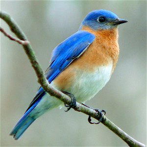 An Eastern Bluebird (Sialia sialis).Photo taken with a Panasonic Lumix DMC-FZ50 in Johnston County, North Carolina, USA.