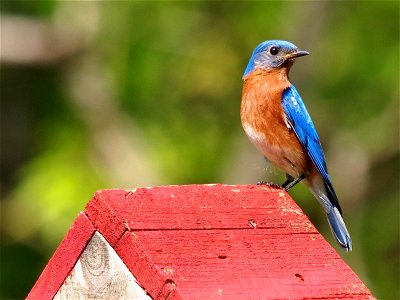 A male Eastern Bluebird (Sialia sialis) perched on top of a birdhouse. Photo taken with an Olympus E-5 in Caldwell County, NC, USA.Cropping and post-processing performed with Adobe Lightroom. photo