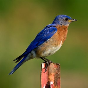 A male Eastern Bluebird (Sialia sialis) perched on a metal fencepost. Photo taken with an Olympus E-5 in Avery County, NC, USA.Cropping and post-processing performed with Adobe Lightroom. photo