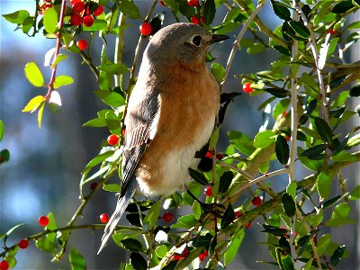 An Eastern Bluebird (Sialia sialis) in winter plumage, eating the bright red berries of a Weeping Holly tree.Photo taken with a Panasonic Lumix DMC-FZ50 in Johnston County, North Carolina, USA.