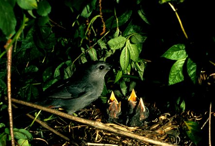 Catbird and young photo