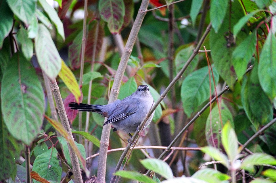 Catbird, NPSPhoto