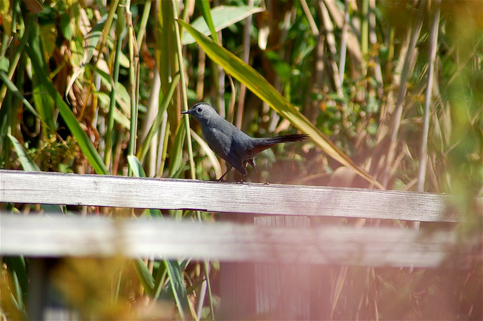 Gray Catbird (Dumetella carolinensis) in Great Flats, Rotterdam New York.