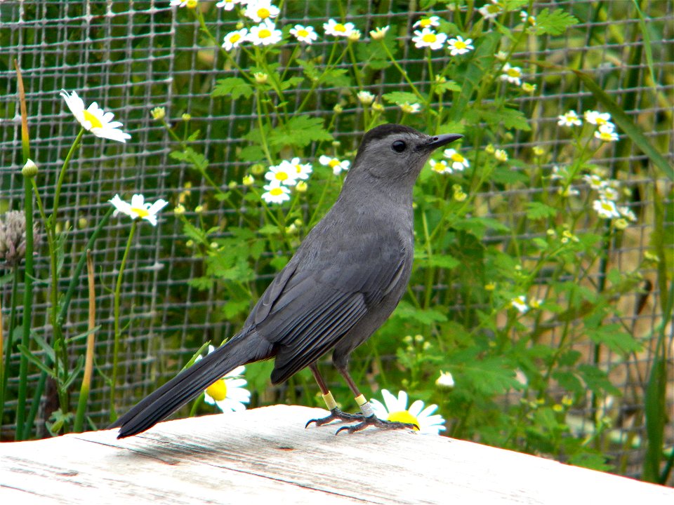 A color banded gray catbird.


Credit: Sarah Nystrom