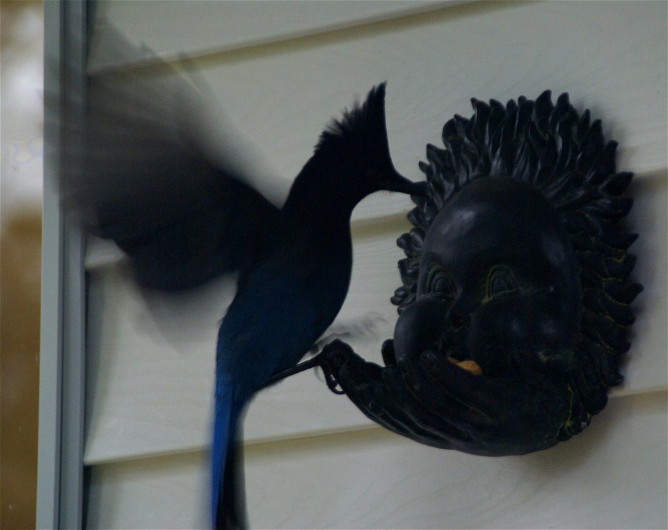Description: Cyanocitta stelleri
Photo taken 2006
Author: Webber

Source: "own work"