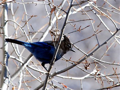 Cyanocitta stelleri, Bandelier National Monument, New Mexico, USA.