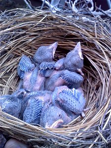 Four Stellar's Jays in nest photo