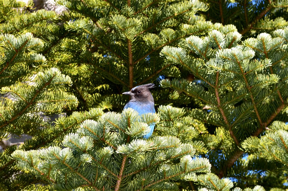 Jay perched in hemlock tree