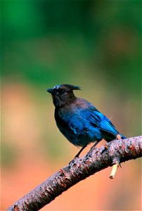 Steller's Jay, Arizona photo