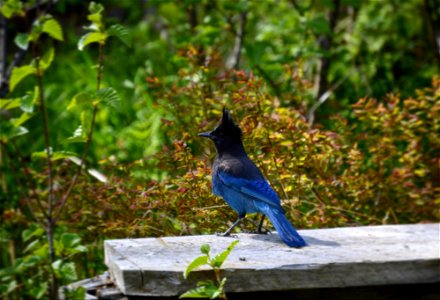 Stellar’s Jay perched on a piece of wood, Alaska Maritime National Wildlife Refuge
